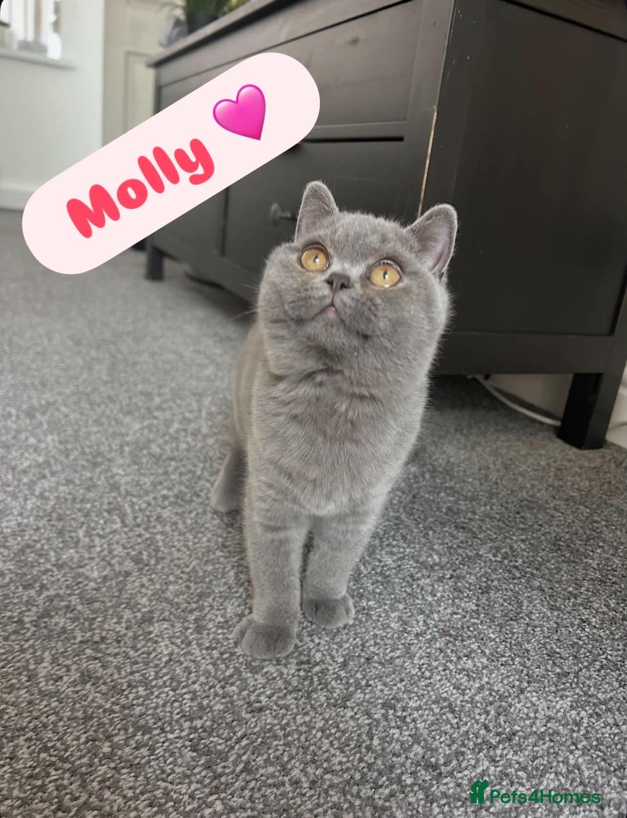British Shorthair cats LAST GIRL GCCF/TICA British Shorthair Kittens - Advert 16