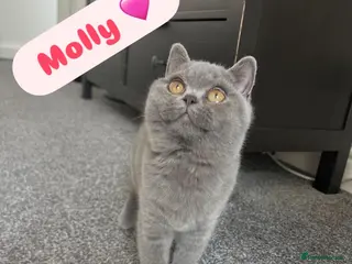 British Shorthair cats LAST GIRL GCCF/TICA British Shorthair Kittens - Advert 16