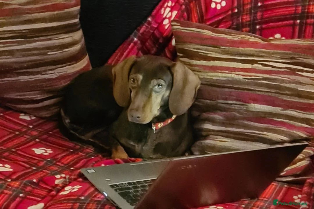 Mixed Breed dogs for adoption: Sienna is looking for her forever family  - Advert 10