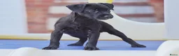 Patterdale Terrier dogs for sale: Patterdale Terrier Puppies, Last 2 Left! 🐾 - Advert 6