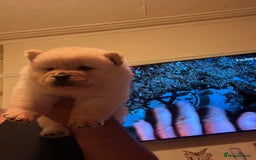 Chow Chow dogs for sale: Chow chow - Image 12