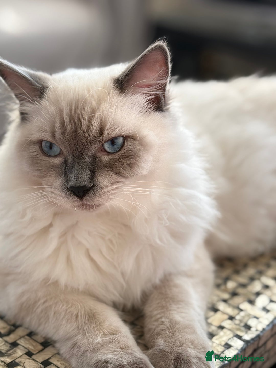 Ragdoll cats for stud: Yang Hansem Boy snowy looking for a Sweet girl - Advert 2