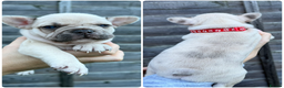 French Bulldog dogs for sale: 10 stunning coloured French bulldogs🐾 - Advert 4