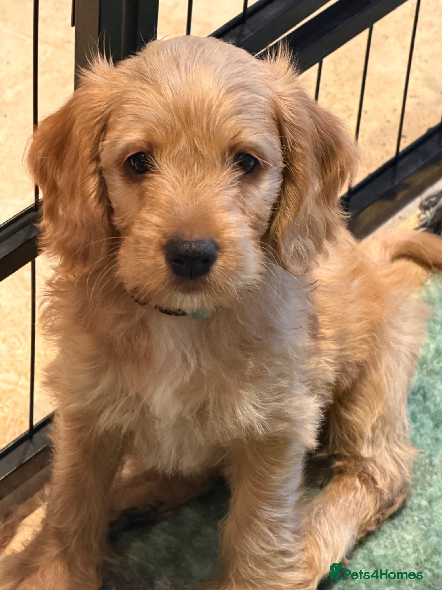 Mixed Breed dogs Beautiful Miniature Austrailian Labradoodle pups - Advert 2