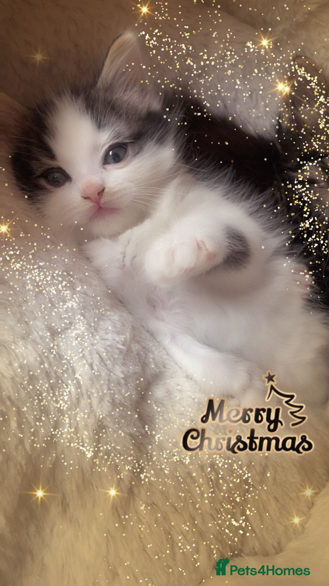 Mixed Breed cats for sale: Cross Turkish vans - Advert 5