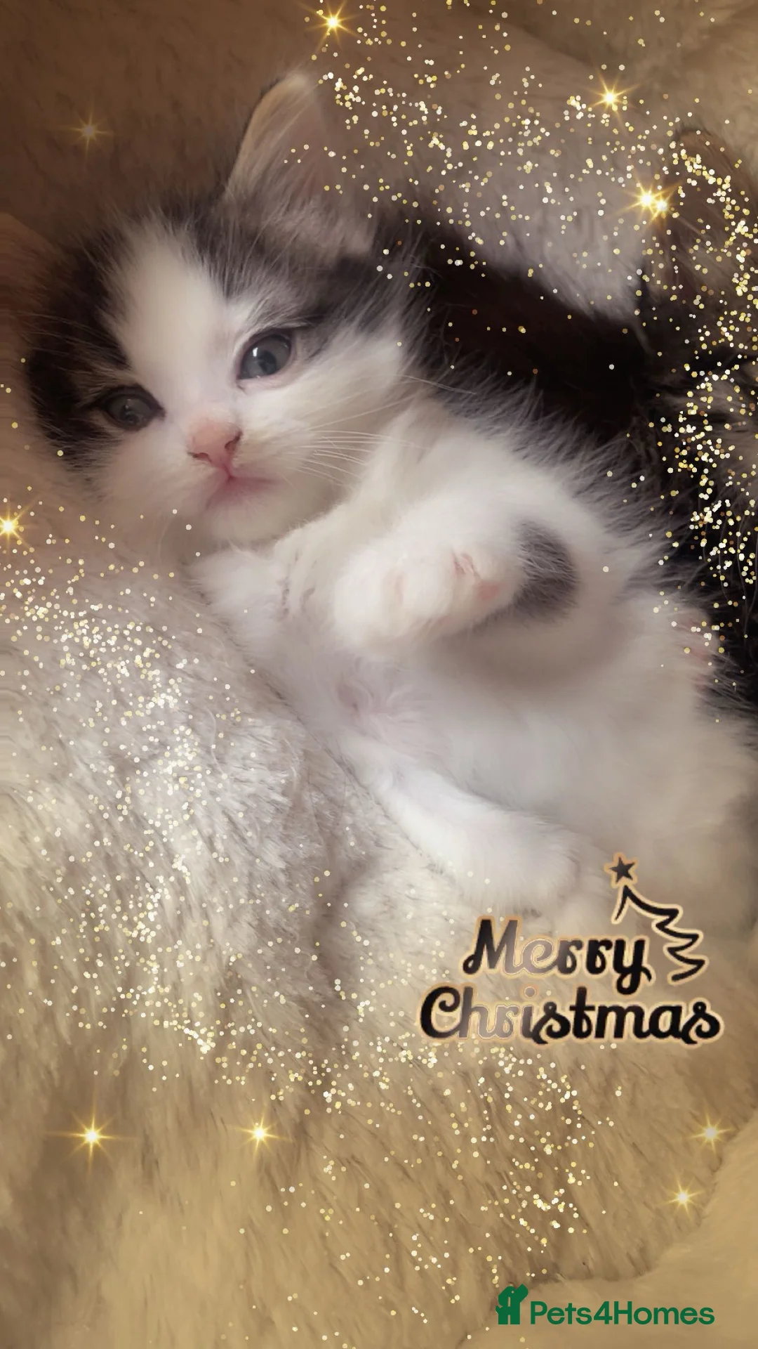 Mixed Breed cats for sale: Cross Turkish vans - Advert 5