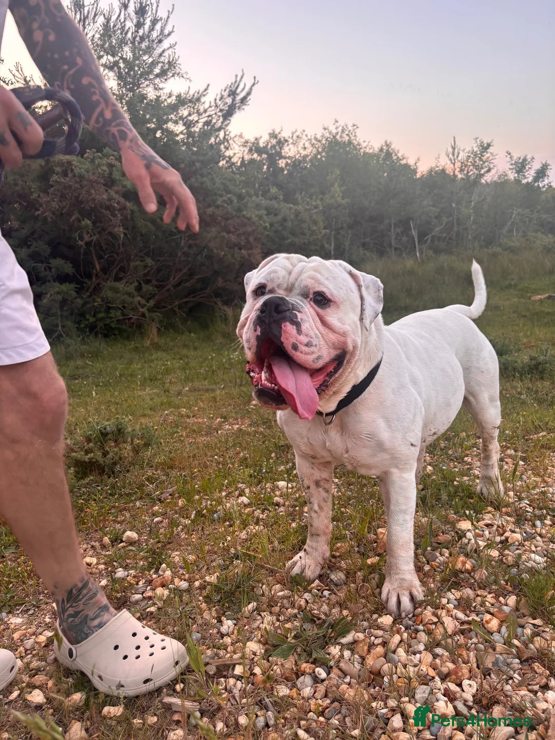 Old Tyme Bulldog dogs for stud: 2 year old, old tyme bulldog for stud in Farnborough - Advert 4