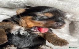 Yorkshire Terrier dogs for sale: Gorgeous Tiny Yorkshire terrier puppy  - Image 3