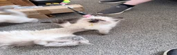 Ragdoll cats for sale: 3 Ragdoll boys  - Advert 17