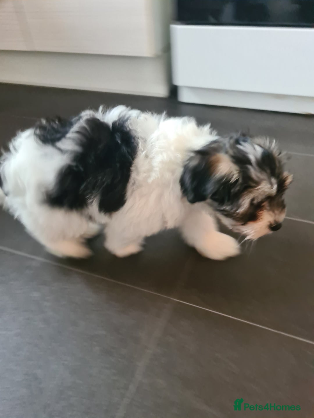 Mixed Breed dogs for sale: Pomapoo x shihpoo 10 weeks old boy - Image 3