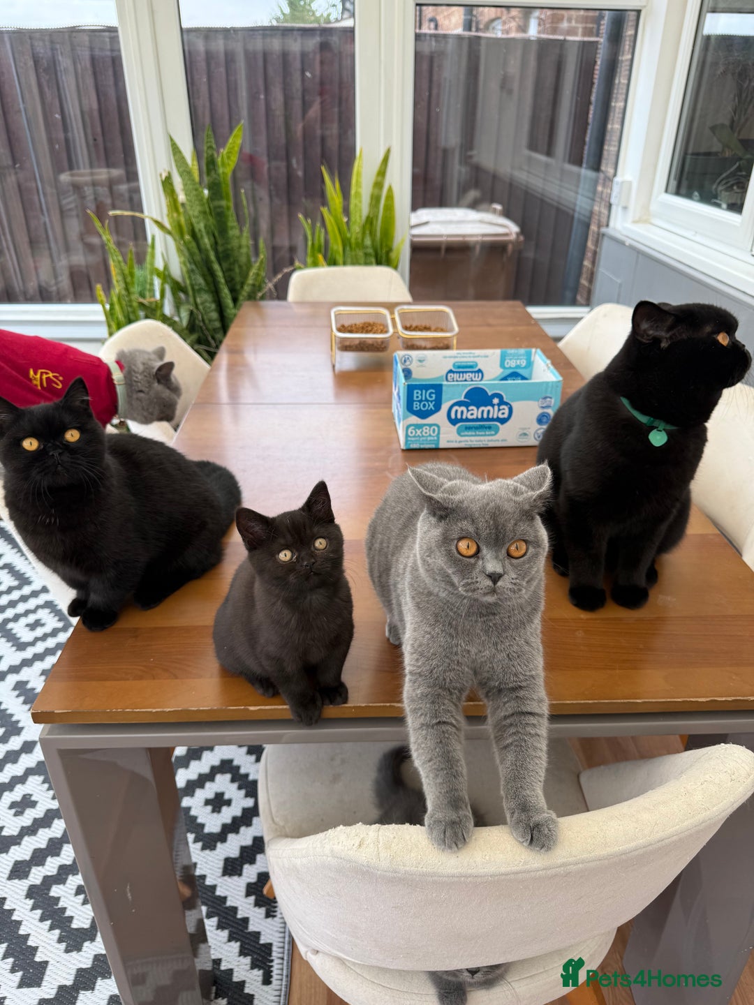 British Shorthair cats for sale: Rare Coloured British Shorthair kittens - Image 24