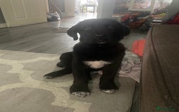 Mixed Breed dogs for sale: 16 weeks old 3/4 Caucasians shepherd  - Image 1