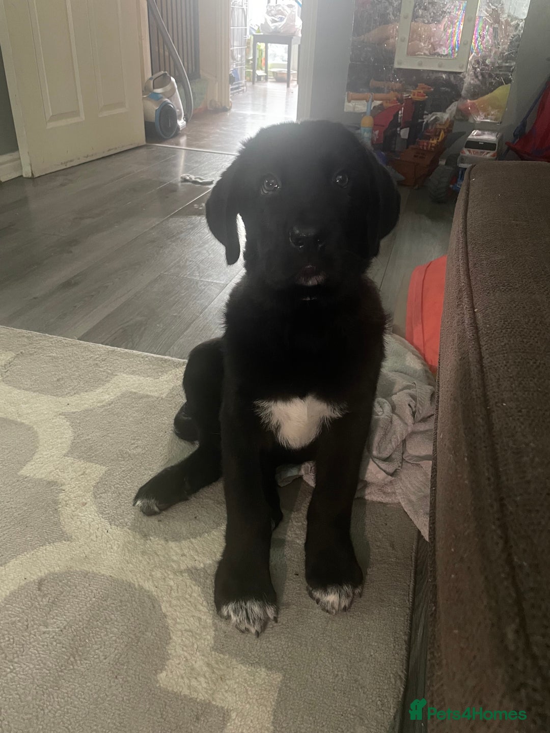 Mixed Breed dogs for sale: 16 weeks old 3/4 Caucasians shepherd  - Image 1