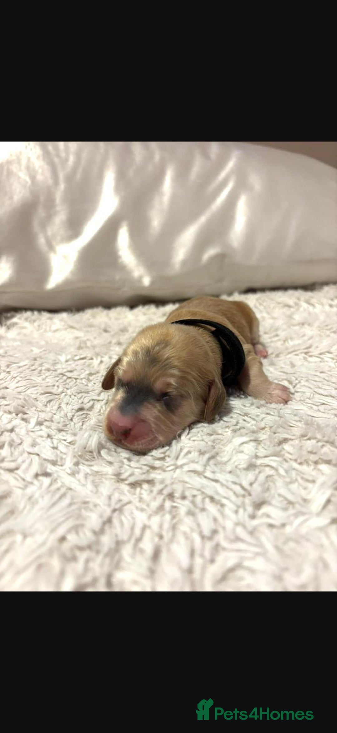 Cockapoo dogs for sale: 🌼 a beautiful litter of 6 cockerpoos/poodles - Advert 4