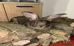 Continental Giant rabbits for sale: Unspayed Continental Giant needs adopting - Image 4