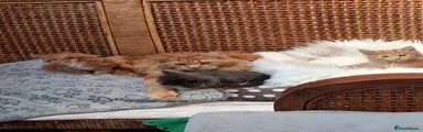 Maine Coon Kitten 1
