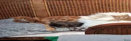 Maine Coon cats for sale: Maine Coon - Advert 3