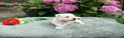 West Highland Terrier dogs for sale: Gorgeous West Highland Terriers in Tonbridge - Advert 3