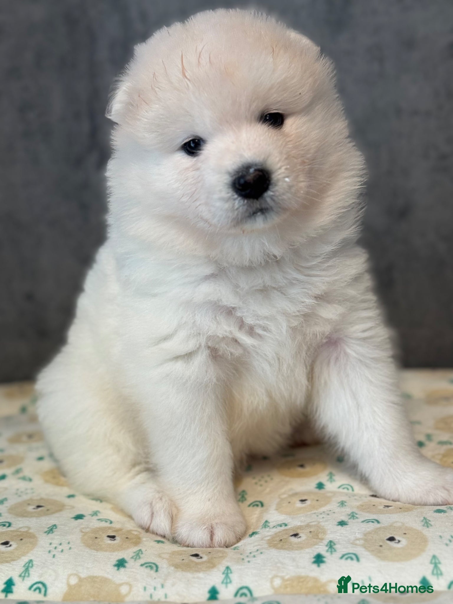 Samoyed dogs for sale: Stunning KC Samoyed babies  - Advert 7