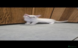 Ragdoll cats for sale: 2 Stunning Ragdolls Kittens Left  - Image 4