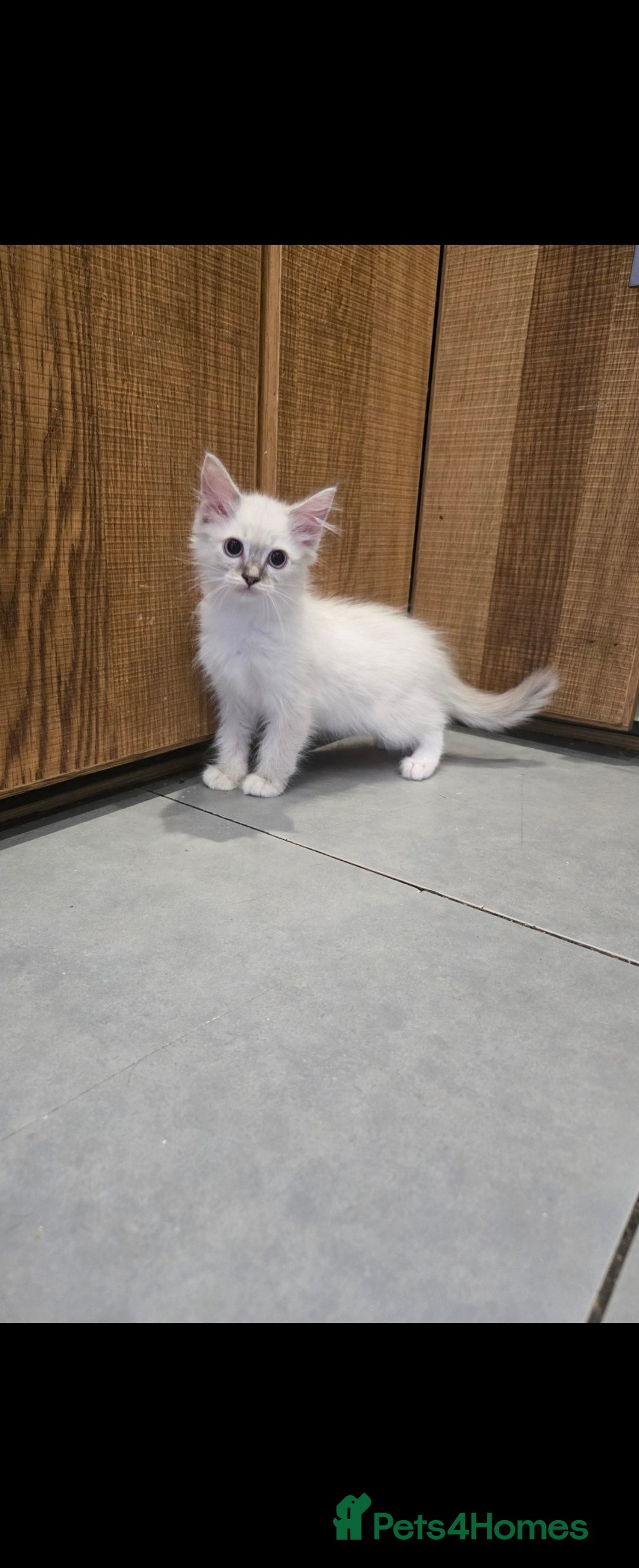 Ragdoll cats for sale: 2 Stunning Ragdolls Kittens Left  - Image 4