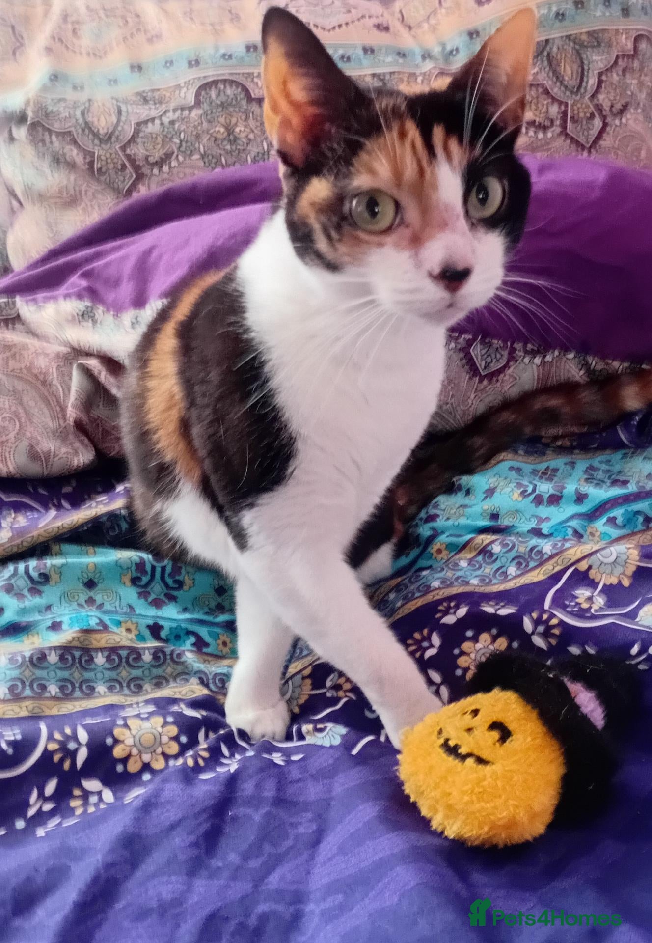 Mixed Breed cats Bella available for adoption  - Advert 6