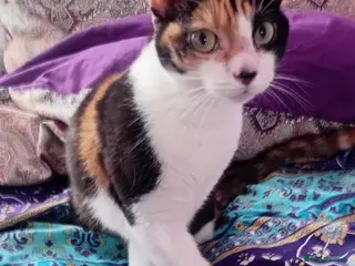 Mixed Breed cats Bella available for adoption - Advert 6