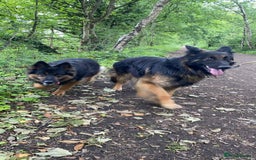 German Shepherd dogs for sale: beautiful long haired working german shepards - Image 14