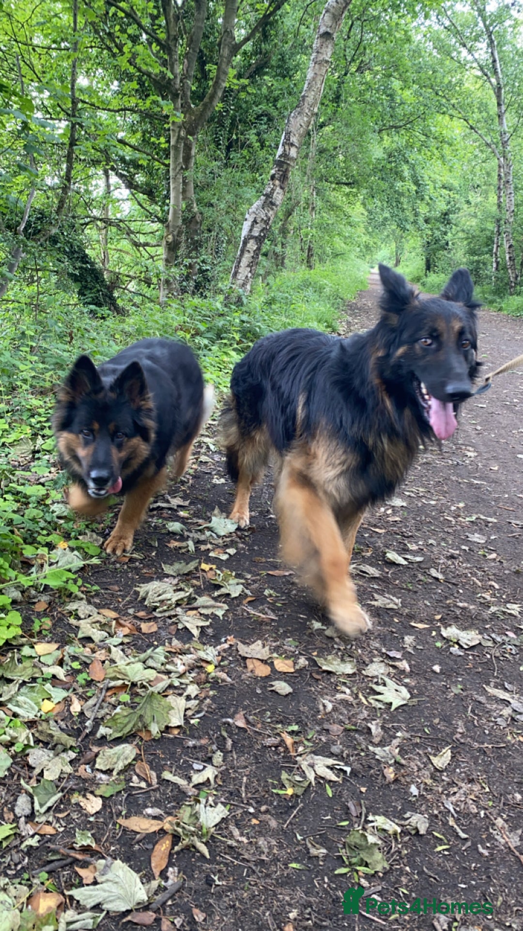 German Shepherd dogs for sale: beautiful long haired working german shepards - Image 14