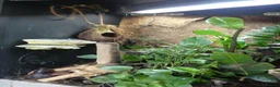 Gecko reptiles for sale: Crested Geckos with bioactive terrarium - Advert 9