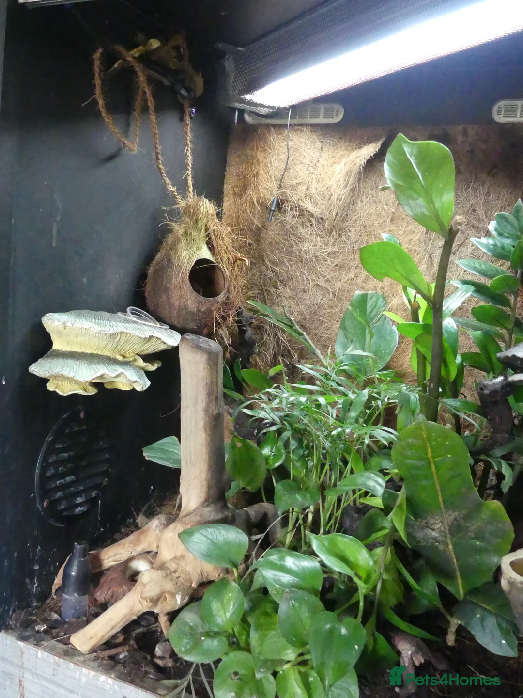 Gecko reptiles for sale: Crested Geckos with bioactive terrarium - Advert 9
