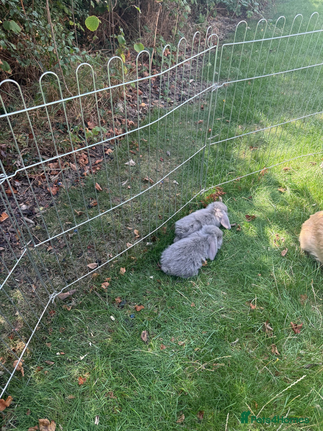 Mini Lop rabbits for sale: Baby rabbits for sale -mini lops - Image 2