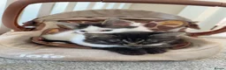 Mixed Breed cats for sale: Kittens  - Advert 6