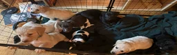Mixed Breed dogs for sale: golden cocker retriever  - Advert 2