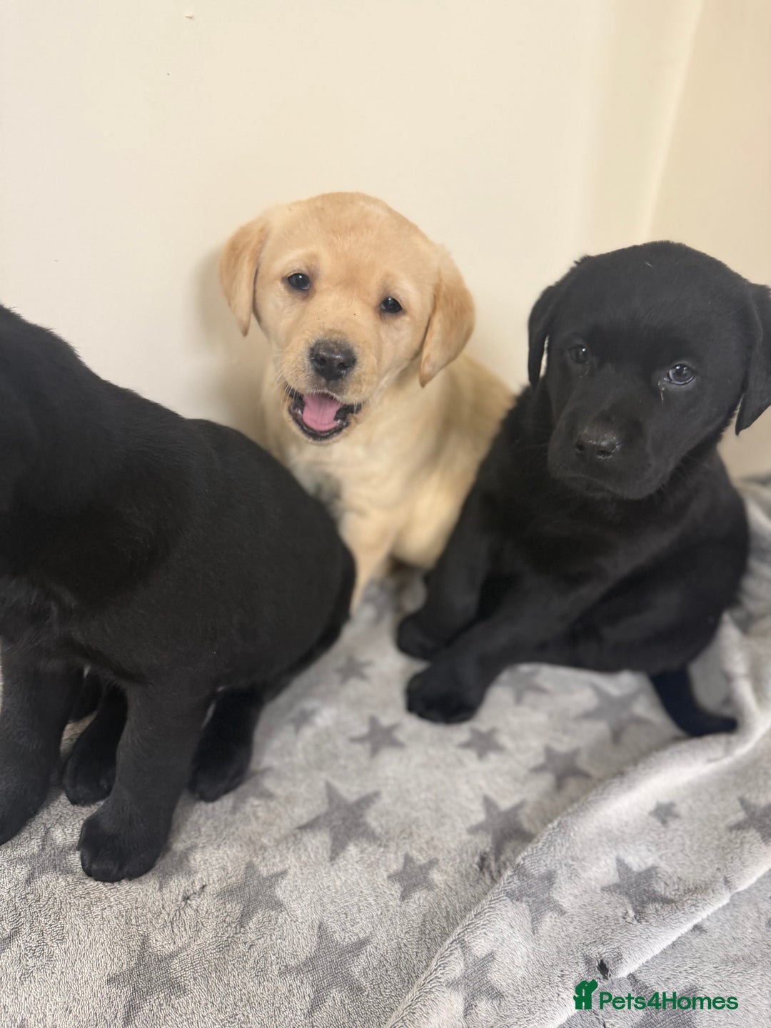 Labrador Retriever dogs for sale: Labradors - Advert 1