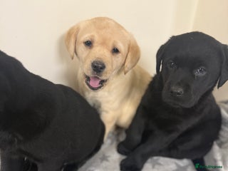 Labrador Retriever dogs Labradors - Advert 1