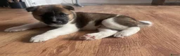 Akita dogs for sale: Make puppy akita - Advert 5