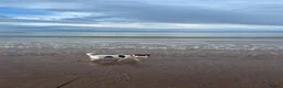 Jack Russell dogs for stud: 🐾 Jack Russell Terrier – Stud Available 🐾 - Advert 4