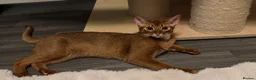 Abyssinian cats for sale: Champion Line Pedigree Abyssinian Kittens  - Advert 25