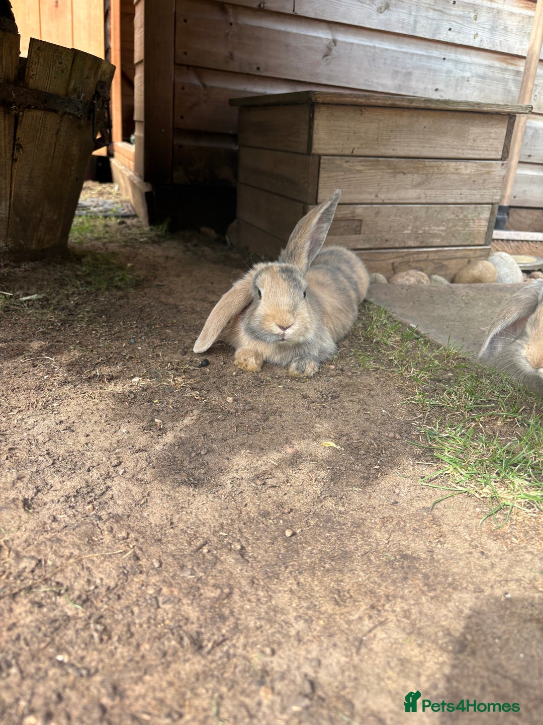 Mini Lop rabbits for sale: Minilop Rabbits - Image 7