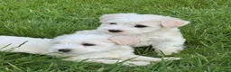 Miniature Schnauzer dogs for sale: Stunning, healthy BVA/MAC screened mini schnauzers - Advert 15