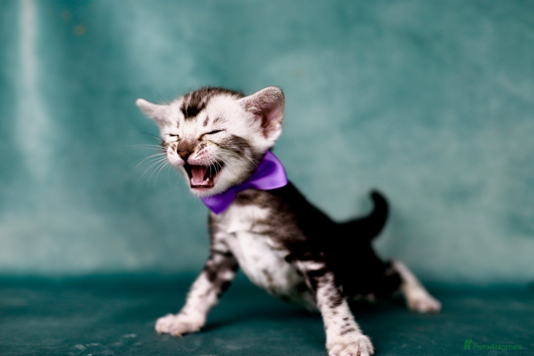 Bengal cats for sale: 6 stunning Bengal kittens, possibly our best yet! - Image 6