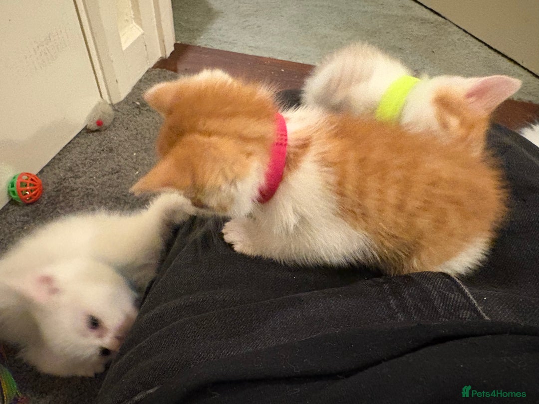 Domestic Shorthair cats for sale: Domestic Shorthairs - 6 Left - Advert 38