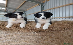 Border Collie dogs for sale: Beautiful border collie puppies  - Image 3