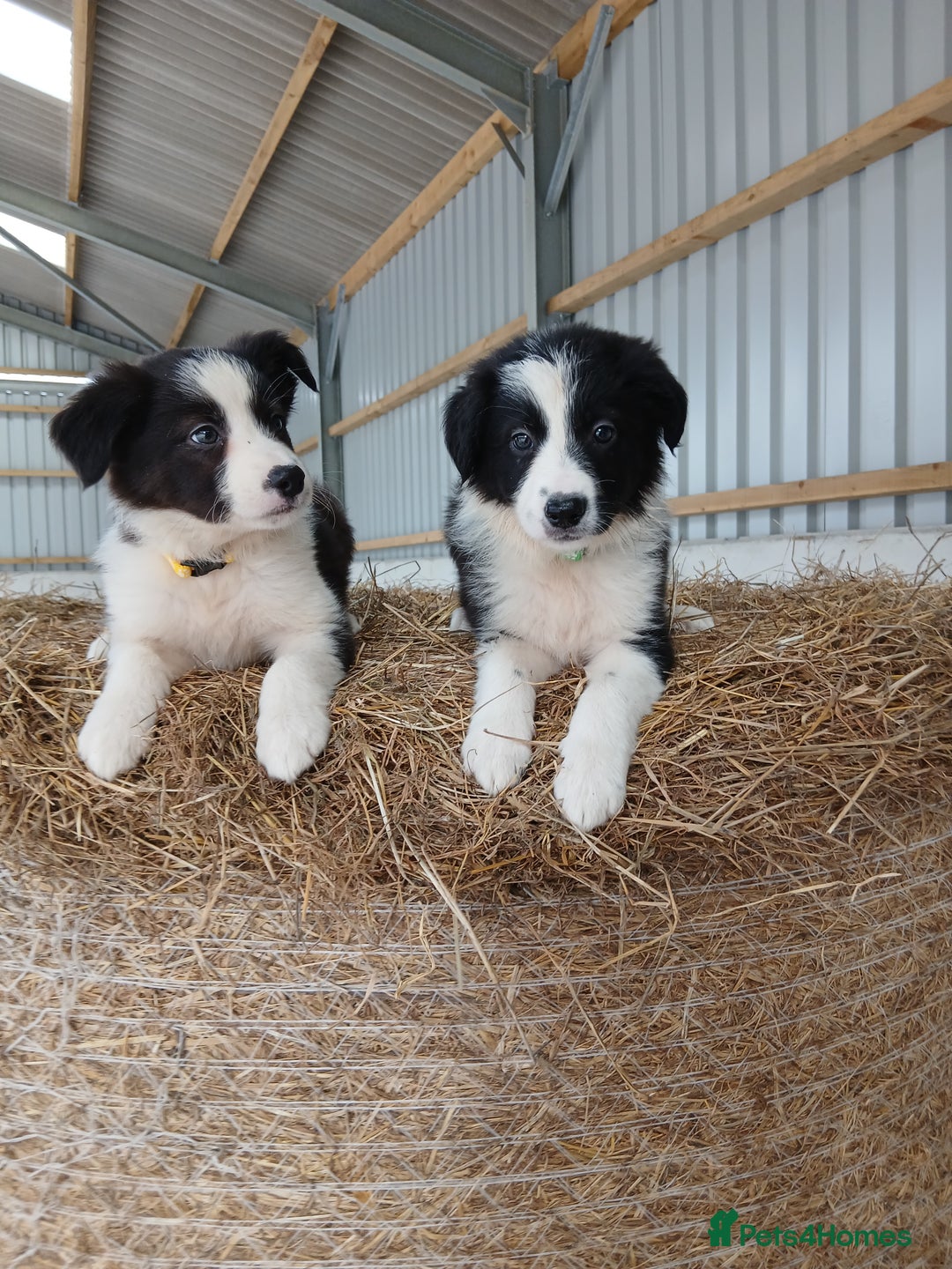 Border Collie dogs for sale: Beautiful border collie puppies  - Image 3