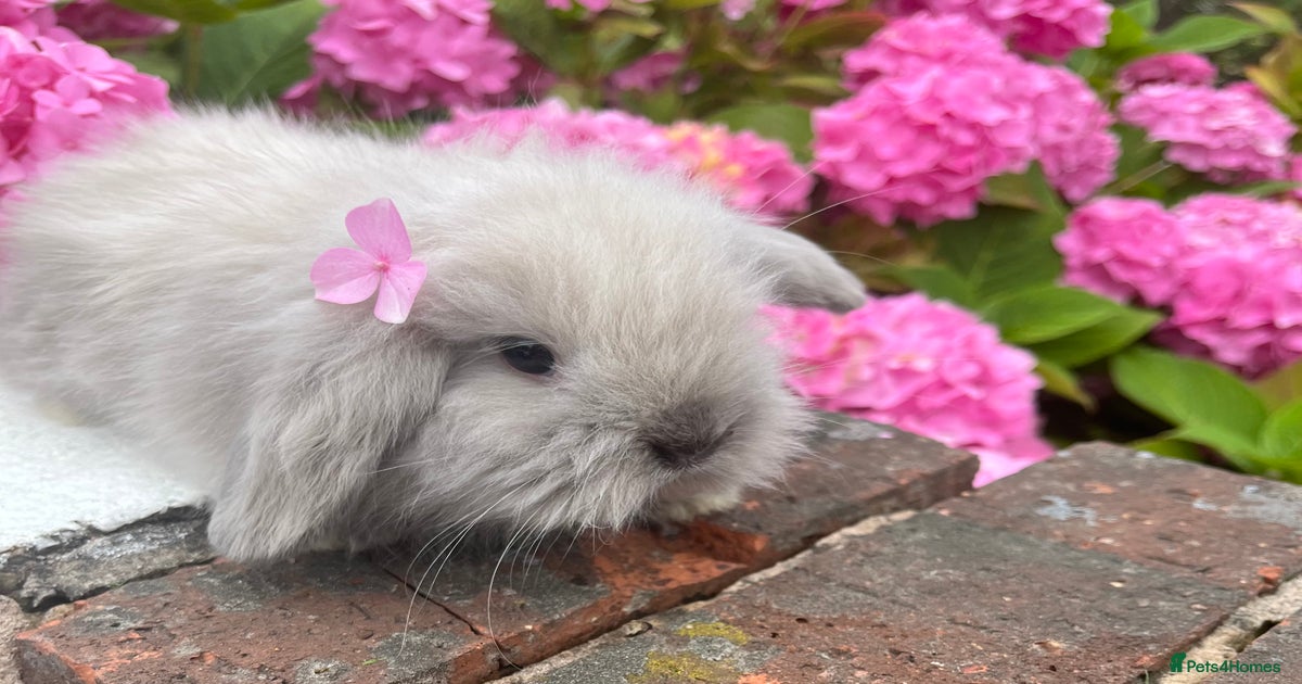 2 8 week seal point angora/mini lop bunnies for sale in Nelson | Pets4Homes
