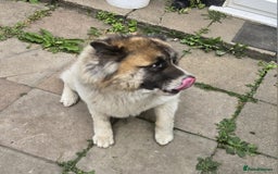 Akita dogs for sale: Akita (bubba)  - Image 2