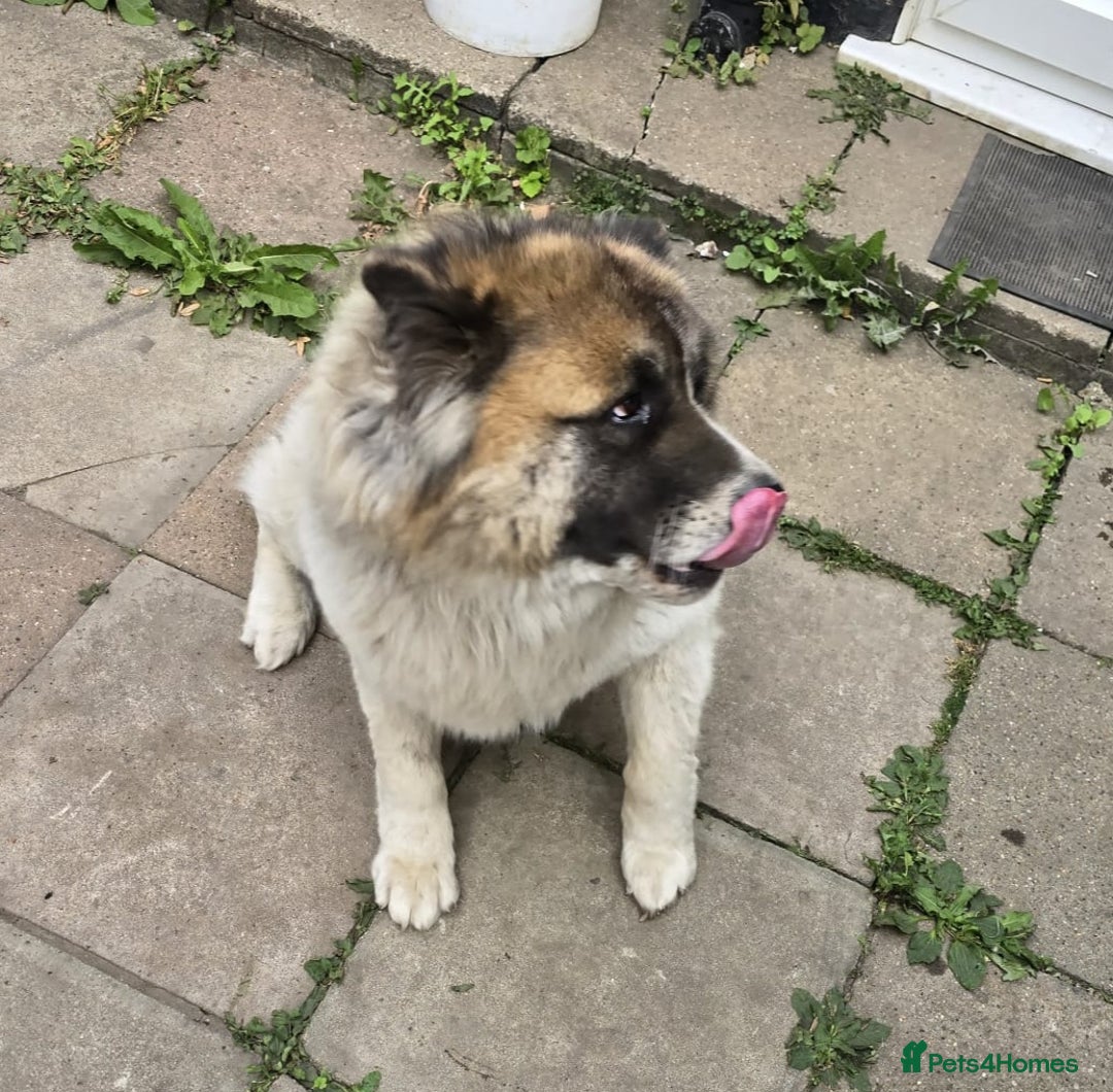 Akita dogs for sale: Akita (bubba)  - Image 2