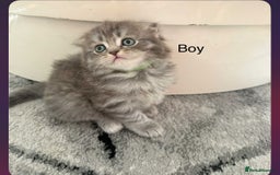 Scottish Fold cats for sale: scottish fold kittens  - Image 4