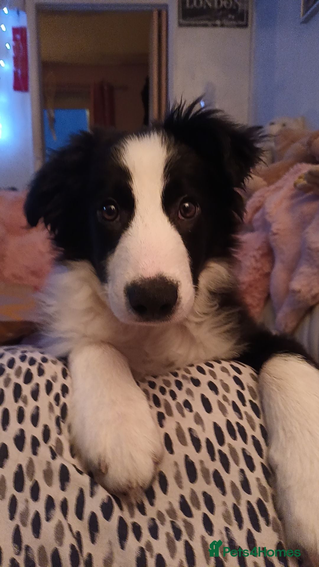 Border Collie dogs for sale: BaileyBoy - Advert 5